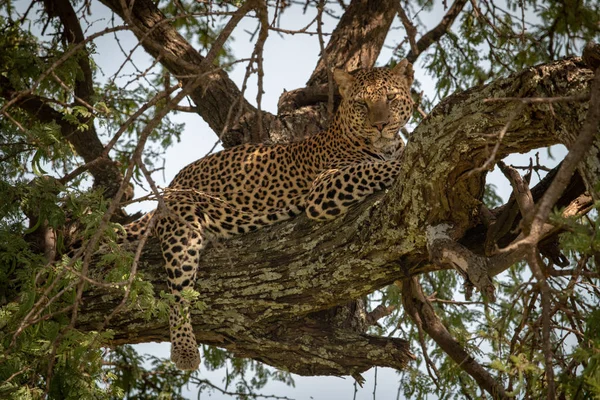 Leopard lies on tree branch looking down — 스톡 사진