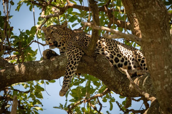 Leopardo encontra-se na perna pendurada ramo torcido — Fotografia de Stock