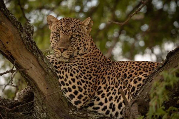 Leopard leży na gałęzi drzewa i obserwuje kamerę — Zdjęcie stockowe
