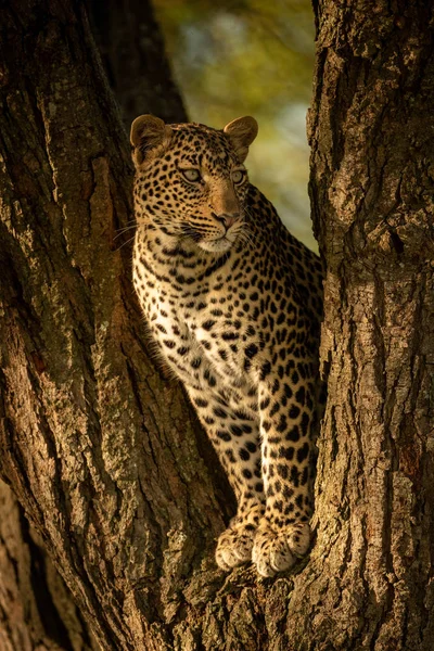 Leopárd egyenesen a fa villájából néz. — Stock Fotó