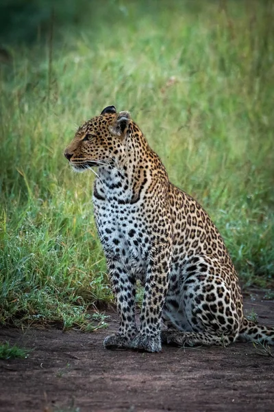 Leopard sits on ground by long grass — Stock Photo, Image