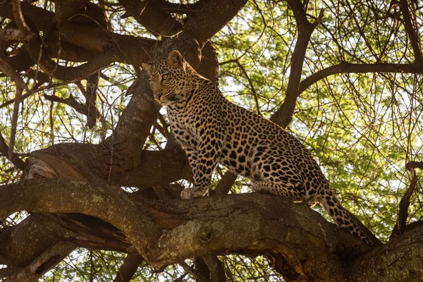 Léopard assis sur une branche épaisse regardant vers le bas — Photo
