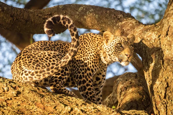 Léopard est assis sur une branche épaisse regardant à droite — Photo