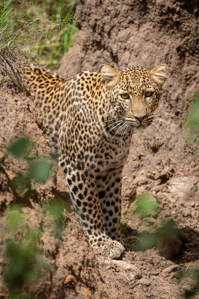 Leopard stojí v suché rokli a dívá se nahoru — Stock fotografie