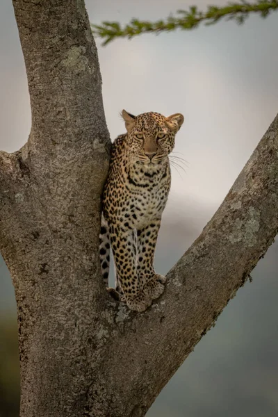 Léopard se tient devant la caméra dans la fourche de l'arbre — Photo