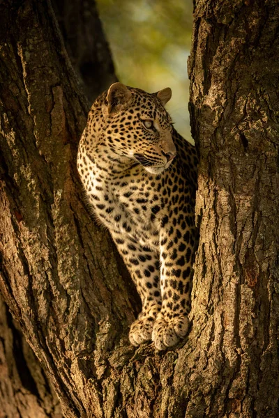 표범은 나뭇가지에서 똑바로 응시하고 있다 — 스톡 사진