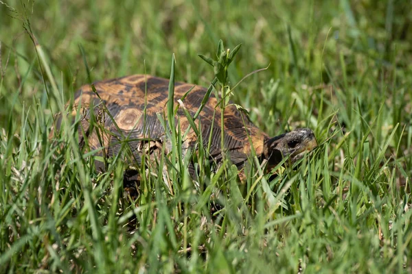 Tortuga de leopardo se sienta en la cámara de ojo de hierba — Foto de Stock