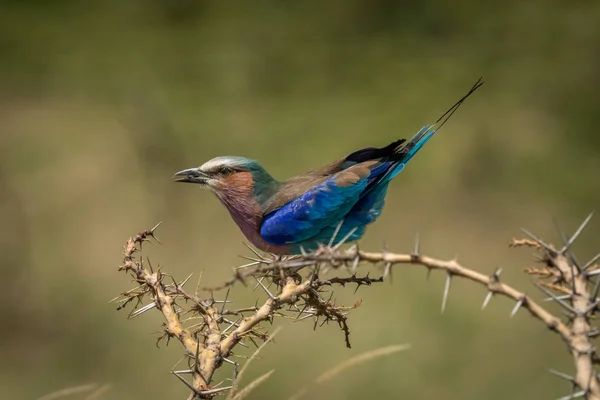 Lilac-breasted roller draagt grub zittend in doornstruik — Stockfoto