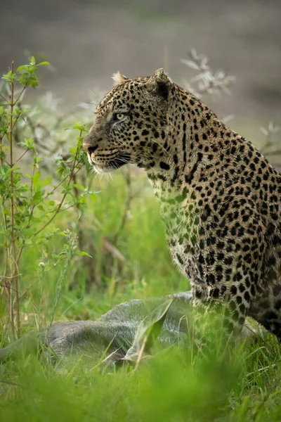 Leopard with wet coat sitting with kill — Stock Photo, Image