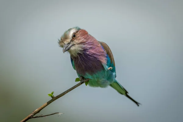 Cabeça de galo-de-peito-lilás empoleirada no ramo — Fotografia de Stock