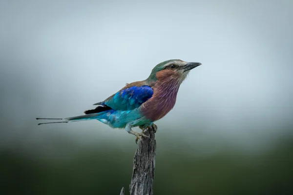 Lilac-breasted roller hurken op stomp met catchlight — Stockfoto