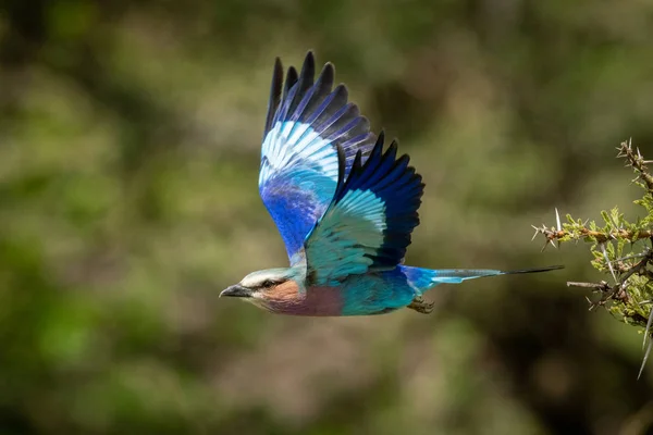 Lilakbrynta rullen flyger iväg från törnträdet — Stockfoto