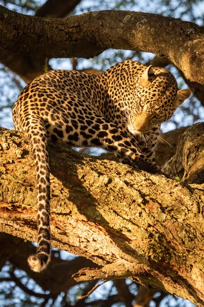 Leopardo si siede sul ramo torcendo la testa verso il basso Foto Stock Royalty Free