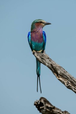 Ölü dalda leylak göğüslü rulo sağa bakıyor.