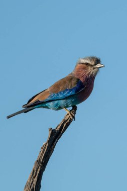 Profilde ölü kütüğün üzerinde eflatun göğüslü silindir
