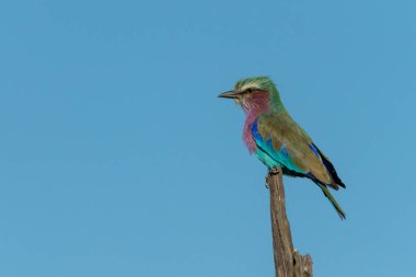 Ölü ağaçtaki leylak göğüslü silindir profilde