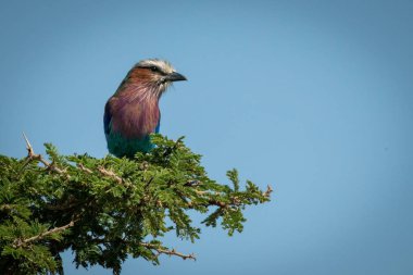 Leylak göğüslü rulo Yapraklı dalda gün ışığında