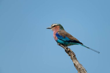 Profilde ölü kütüğün üzerinde eflatun göğüslü silindir