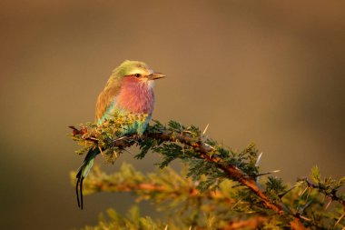 Lilac-breasted roller on thorny branch facing right clipart