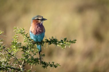 Lilac-breasted roller perches in sunlit thorn tree clipart