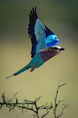 Leylak göğüslü silindir dikenli dallardan havalanır.