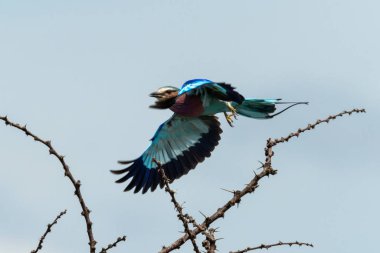 Leylak göğüslü silindir çıplak daldan havalanıyor.