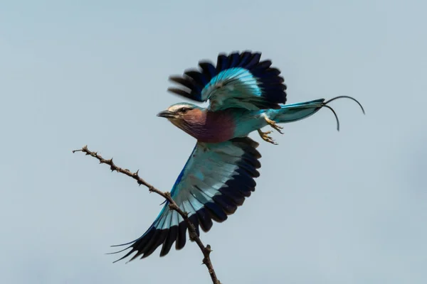 Lilac-breasted roller vliegt langs kale doornige tak — Stockfoto