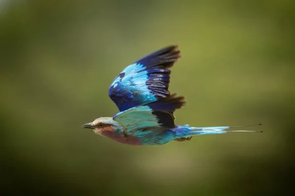 Lilac-breasted roller vliegt langs tegen groene achtergrond — Stockfoto