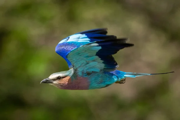 Lilac-breasted roller flies past with wings raised — Stockfoto
