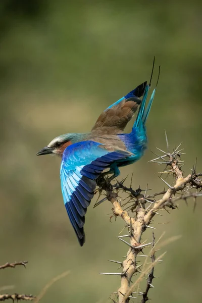 Lilac-breasted roller flutters wings on thorn branch — Stok Foto