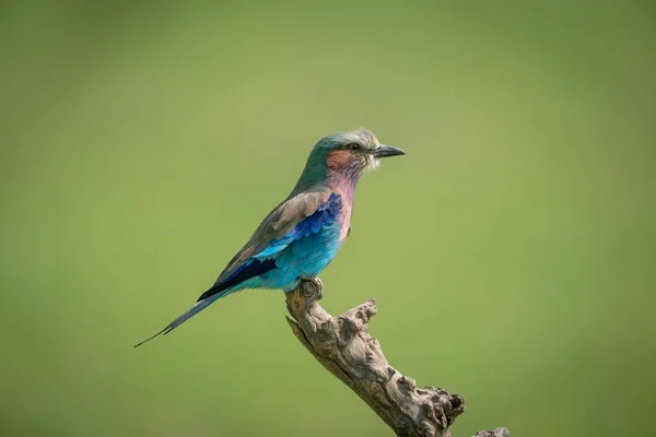 Rouleau à poitrine de lilas de profil sur souche morte — Photo