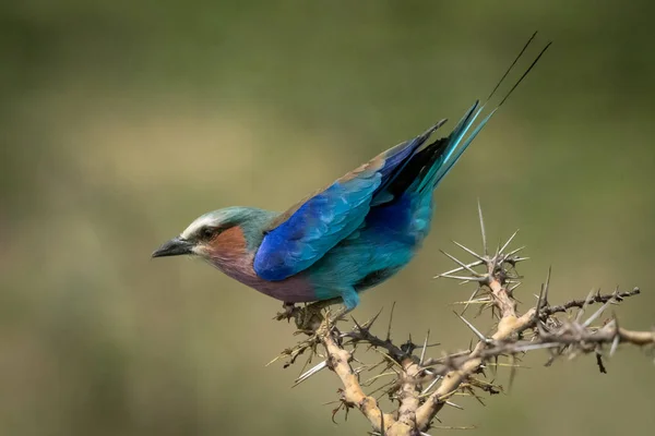 Lilac-breasted roller se naklání dopředu na trnité větvi — Stock fotografie