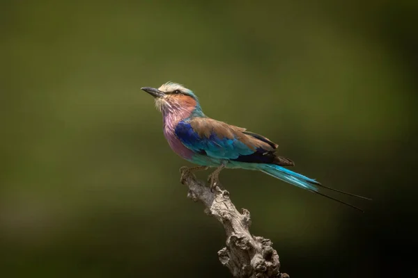 Lilac-breasted roller looks up from tree stump — Stockfoto