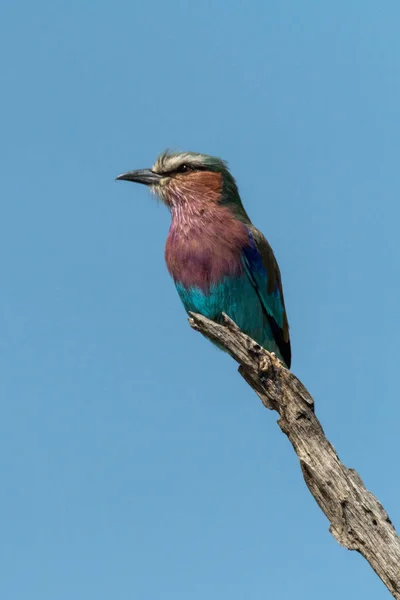 Rolo de peito lilás no ramo contra o céu azul — Fotografia de Stock