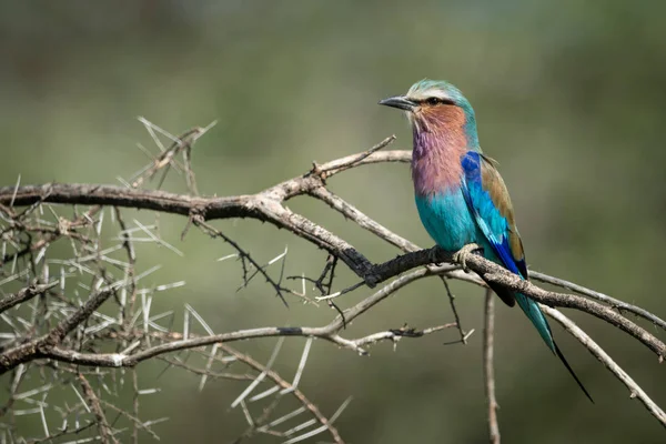 Lilac-breasted roller on bare branch with catchlight — Stock Photo, Image