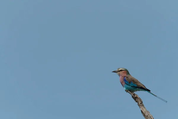 Lilac-breasted roller on branch under blue sky — Stok Foto