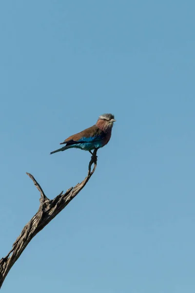 Rouleau à poitrine de lilas sur branche morte au soleil — Photo