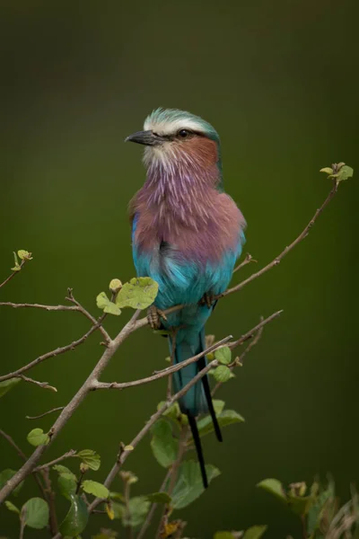 Rouleau à seins lilas sur caméra yeux rameaux feuillus — Photo