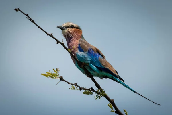 Lilac-breasted roller on diagonal branch with catchlight — Stockfoto