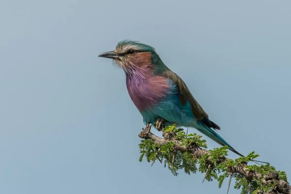 Lilac-breasted roller on thornbush under blue sky — Stock Photo, Image