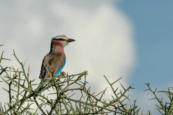 Rodillo de pechuga lila sobre espino con nubes detrás —  Fotos de Stock