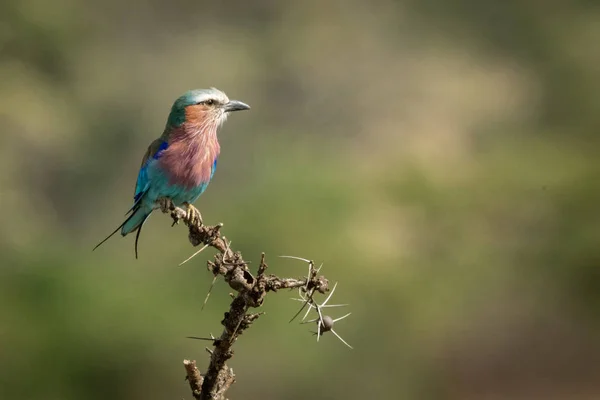 Rullo petto lilla su ramo spinoso con catchlight — Foto Stock