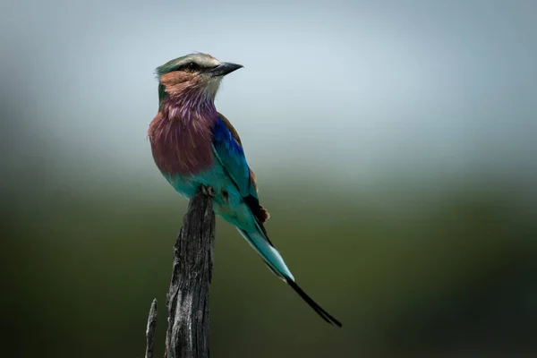 Lilac-breasted roller op boomstronk draait hoofd — Stockfoto