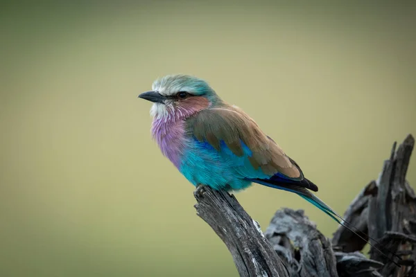 Rullo lilla-petto su tronco d'albero con bokeh — Foto Stock