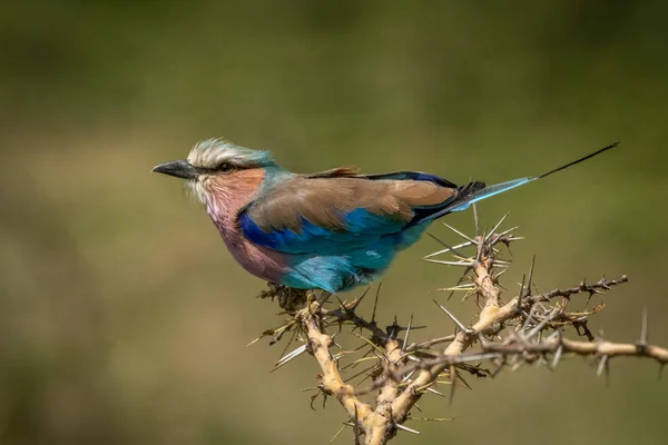 Perchoirs à rouleaux à poitrine lilas de profil en buisson d'épine — Photo