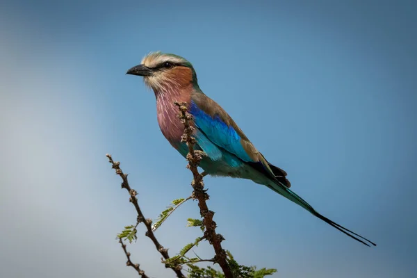 Perchoirs à rouleaux à poitrine lilas sur branche de profil — Photo