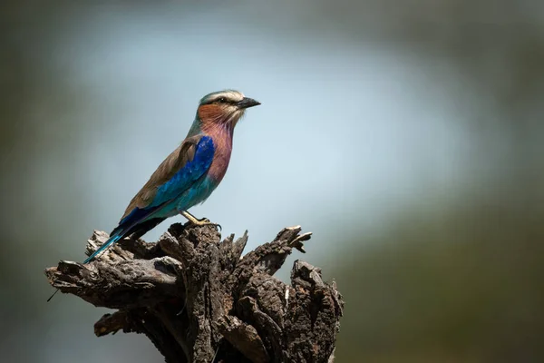 Rodillos de pechuga lila posados en tronco de árbol muerto — Foto de Stock