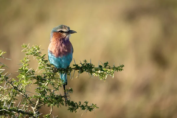 Lilac-breasted roller perches in sunlit thorn tree — Stockfoto