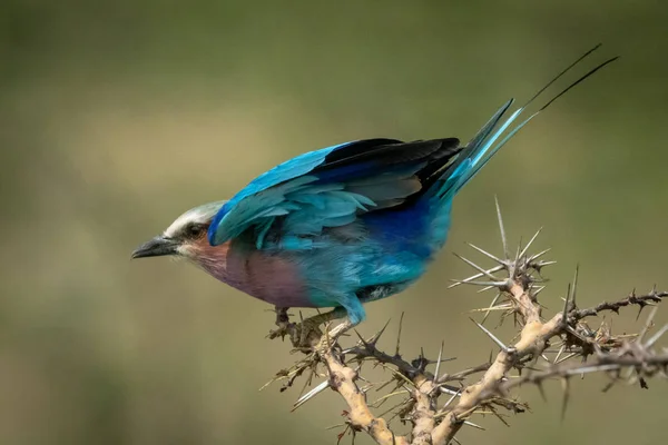 Lilac-breasted roller shakes wings on thorn branch — Stockfoto