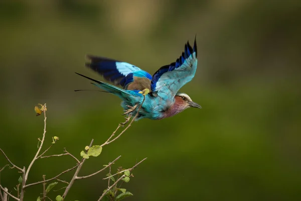 Lilac-breasted roller takes off from bush branch — Stock Photo, Image